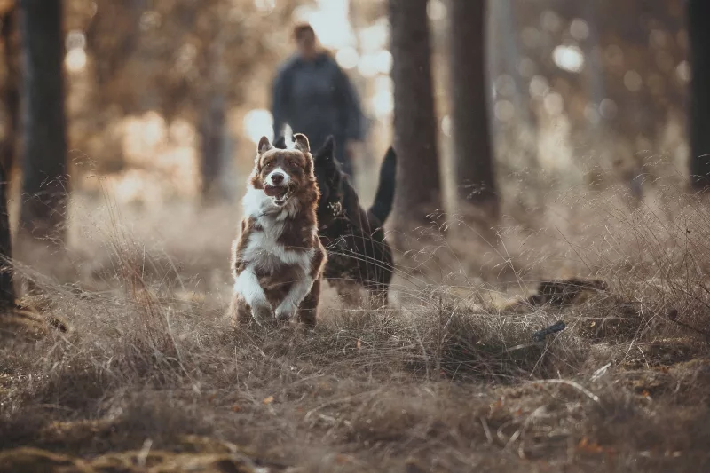 Ein braun-weißer Hund rennt durch einen herbstlichen Wald