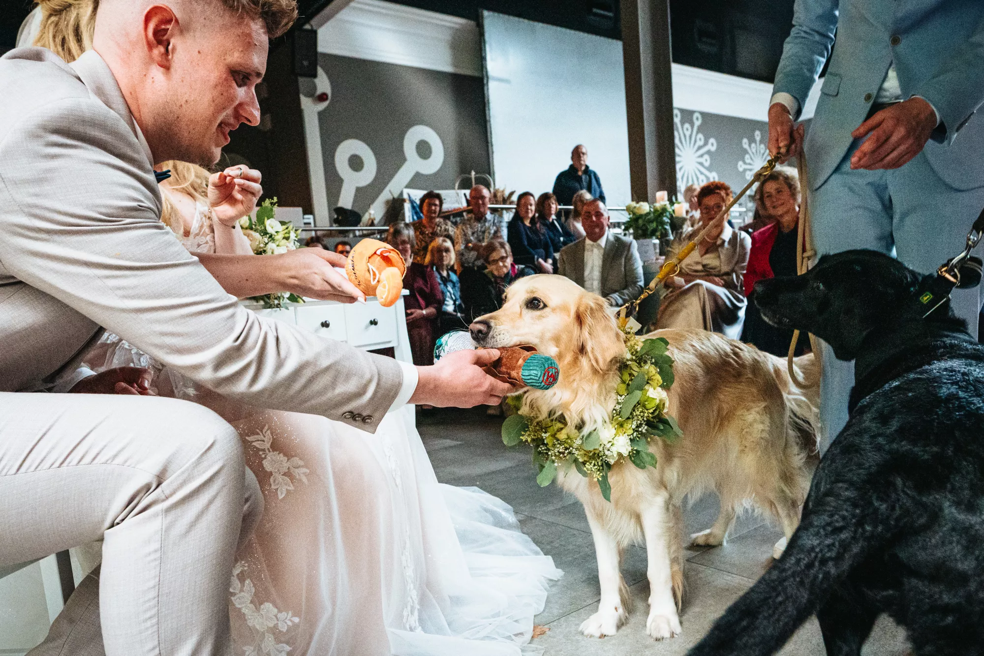 Bräutigam und ein Golden Retriever mit Blumenschmuck bei einer Hochzeitsfeier.