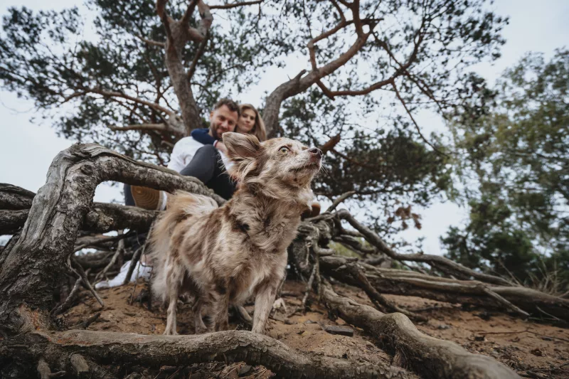 Ein kleiner, gefleckter Hund blickt zwischen Baumwurzeln aufmerksam nach oben.