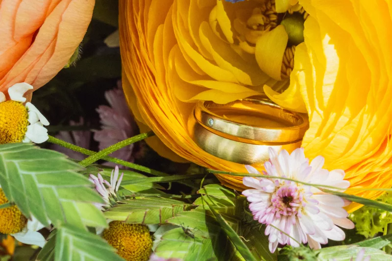 Zwei goldene Eheringe eingebettet in die Blütenblätter einer gelben Ranunkel